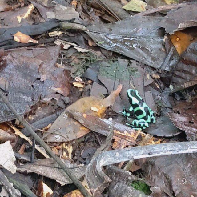 A couple not so friendly frogs. Both are poisonous. The green one is the 2nd most poisonous in the world. You know what Ricky Bobby would say...
#costaricatravel #costarica