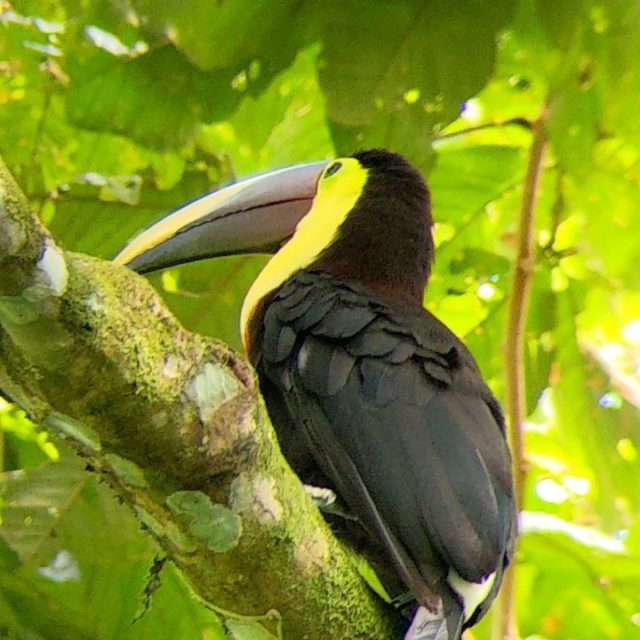 And a toucan. His name was Sam
#costarica