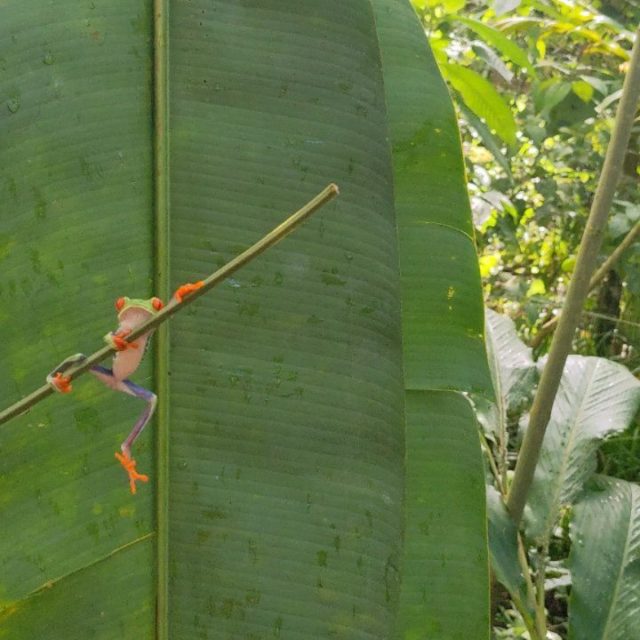 Friendly Costa Rican frog
#costarica #costaricatravel