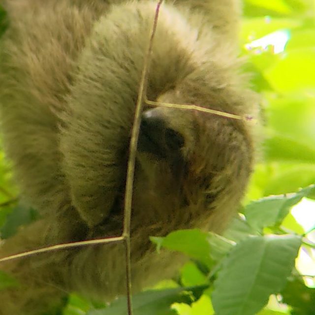 Baby sloth with a massive itch!
#costarica #costaricatravel